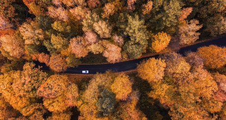 an aerial image of a forest during fall