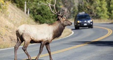 a bull elk crossing a road with a car approaching