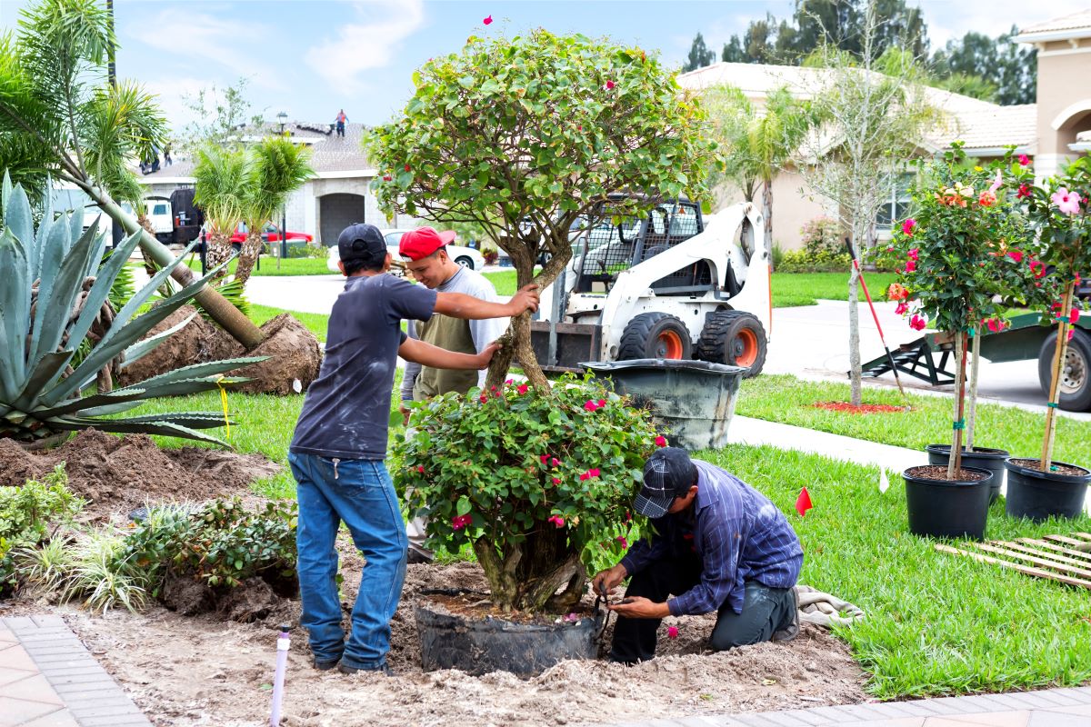 Landscapers Plant Trees In A Yard.jpg
