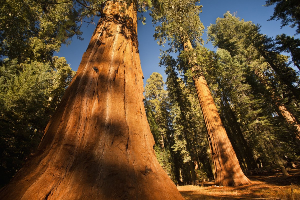redwood-trees-ca.jpg